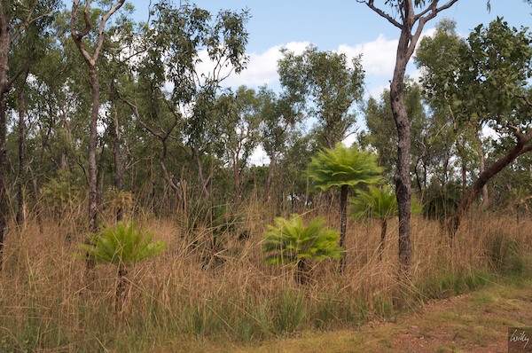 AustraliaAdelaide 10  063